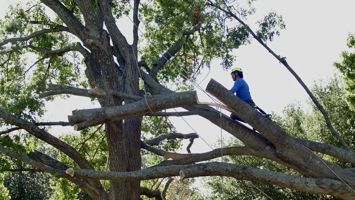 Professional Crown Thinning performed by certified arborists in Frostproof